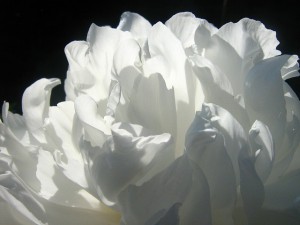 花精